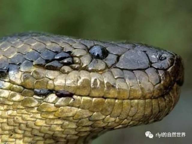 【细数十大巨蛇之最】最残暴的蛇:亚马逊巨大森蚺袭击警察,超长尖牙扎入手臂!