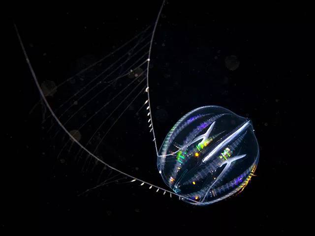海中灯笼——球栉水母(sea gooseberry)
