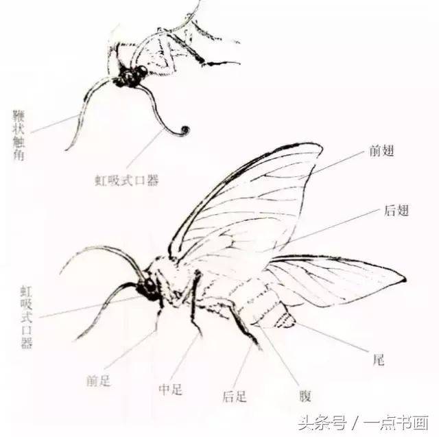 蛾的头部一般较小,但是黑黑的复眼很大,虹吸式口器也比蝴蝶粗大,全身