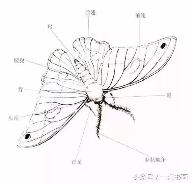 国画技法丨蛾的工笔和写意画法