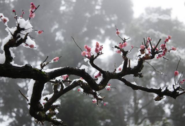 冬天正是梅花盛开的时候,古人踏雪寻梅,是一件非常雅致的事情.