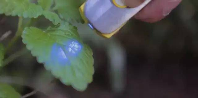 以色列黑科技生物扫描仪,让黑心食品无处安身!