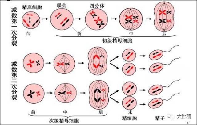 的生理功能 成熟精子由正常睾丸发育而来 从精原细胞-初级精母细胞