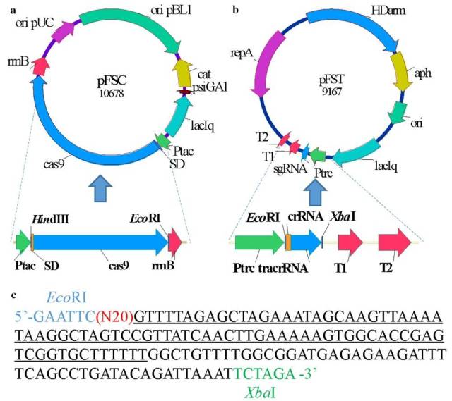 江南大学开发谷氨酸棒杆菌crispr/cas9基因编辑工具