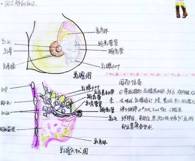 在肝脏解剖图中,创作者还将肝脏的静动脉血管用不同色彩标注得一清二