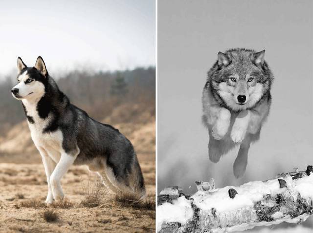 分子生物学证据告诉我们,现在的家犬, 祖先可以上溯到灰狼,这也就是