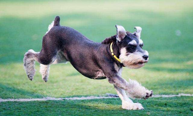 盘点8种适合家养的小型犬,你家的上榜了吗?