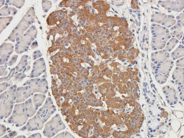 biorbyt il1 beta antibody - 石蜡包埋的豚鼠胰腺组织的免疫组织化学