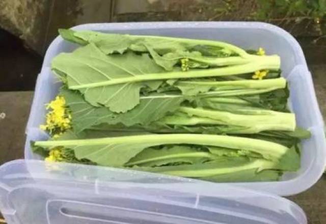 专家教路!增城迟菜心这么煮最好吃!