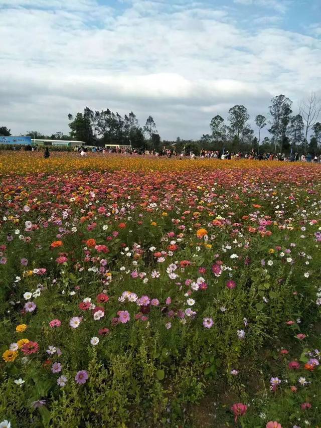 阳春附近新开一大片花海,还有瓜果蔬菜摘!市民可免费去玩