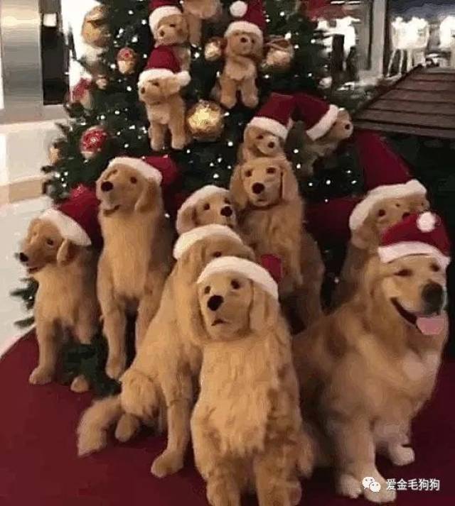 我们中出了一个叛徒:商场的金毛玩偶圣诞树,竟