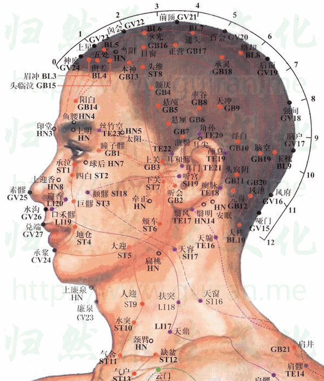 人体穴位大全——天容穴：耳鸣耳聋、咽喉肿痛、颈项强痛等