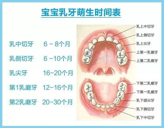 为什么宝宝才一两岁,牙齿就已经坏掉了