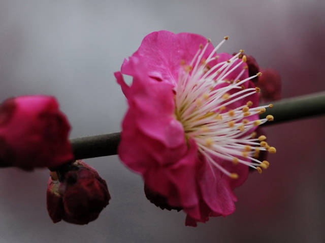 焦作梅花苗梅花树梅花基地_白须朱砂梅介绍