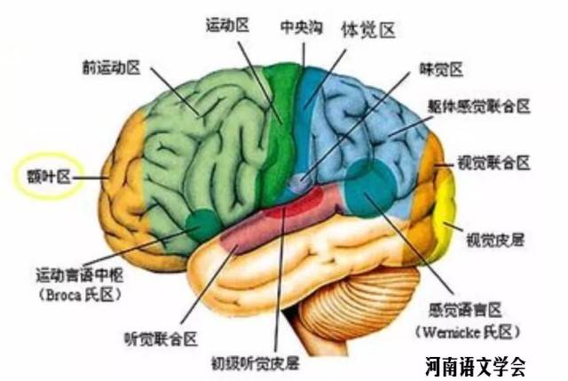 ▼大脑结构图 汶川地震以后,曾经有一个很重要的实验.