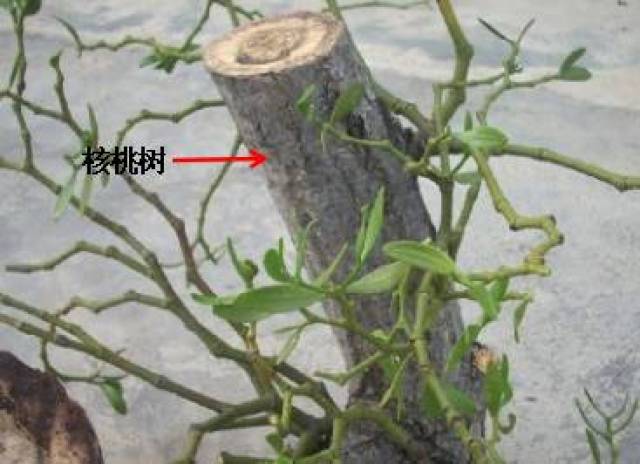 中药知识必学:寄生