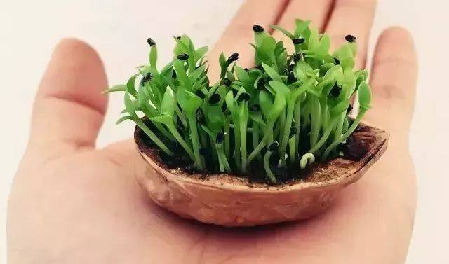 【手工课堂】矿泉水瓶和饮料瓶改造成的9种很有家居特色的花盆教程