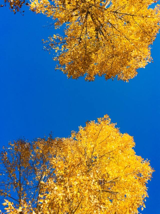 ,컹ûԶ,ڵ