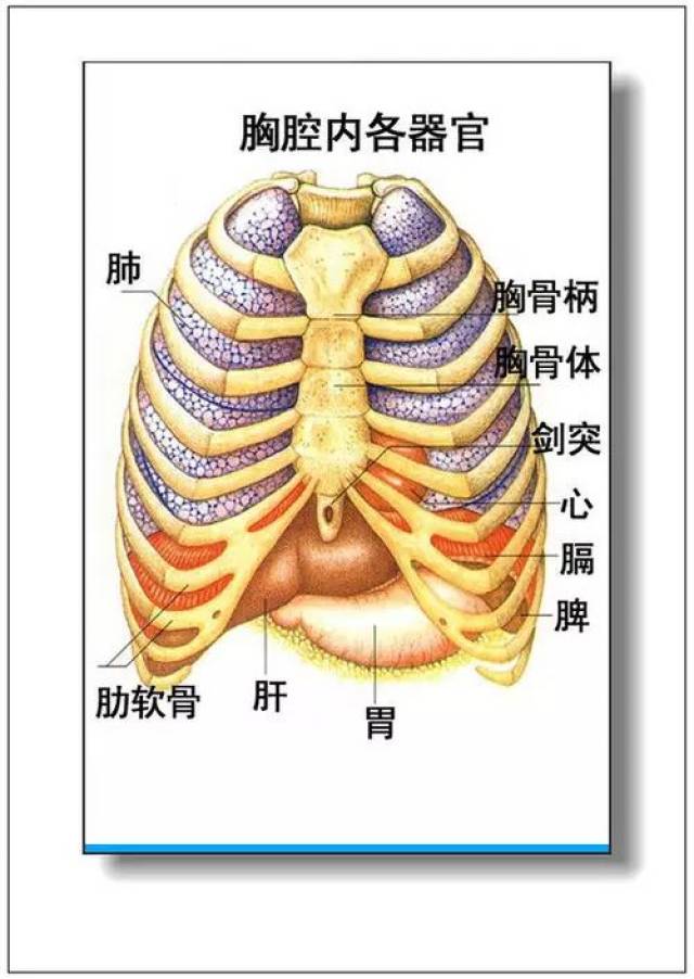 人体器官分部彩图(大全)