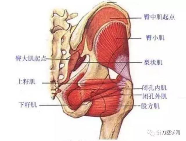 内收髋关节的肌肉有:大收肌,长收肌,短收肌,臀大肌下部,股薄肌和耻骨