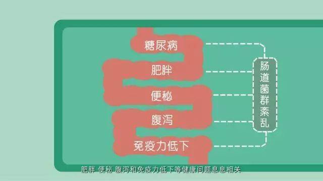 这说明了饮食调整可改变肠道菌群,进而改变肥胖情况.