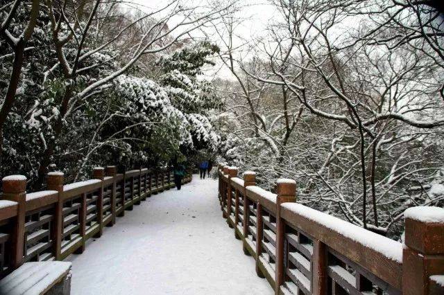 (图为紫金山栈道雪景)