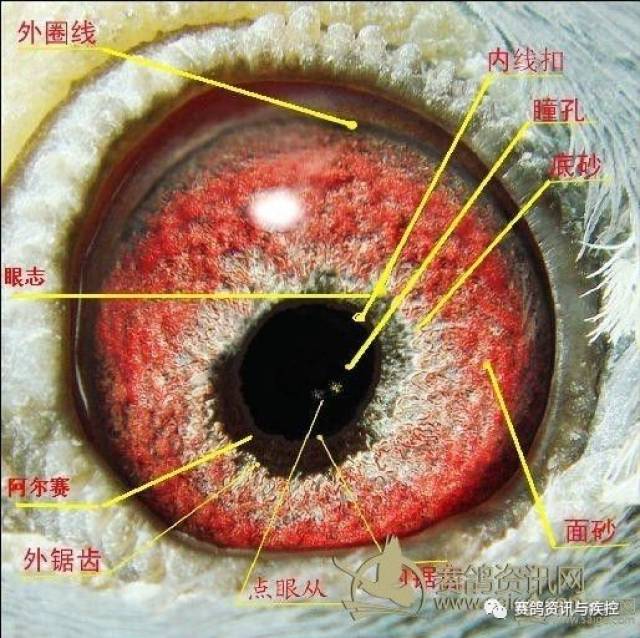 拉丝,右下角底沙透底 经典胡本眼 鱼鳞纹面沙,面沙拉丝游入眼志,伸向