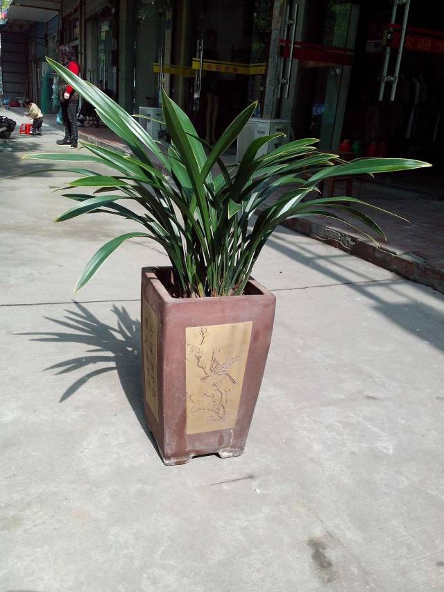 墨兰金华山亦俗称金边墨兰,金嘴