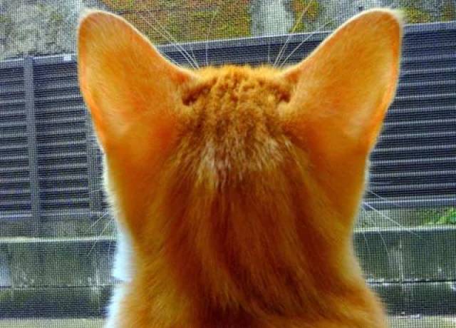 经查发现猫咪的后脑勺,全部都蠢萌蠢萌的!