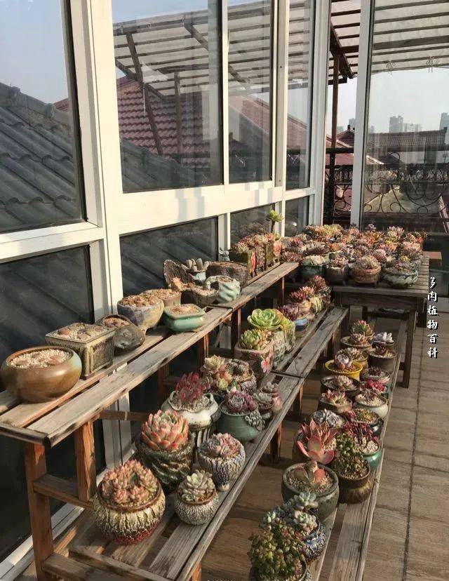 (附室内阳光房多肉养护心得)