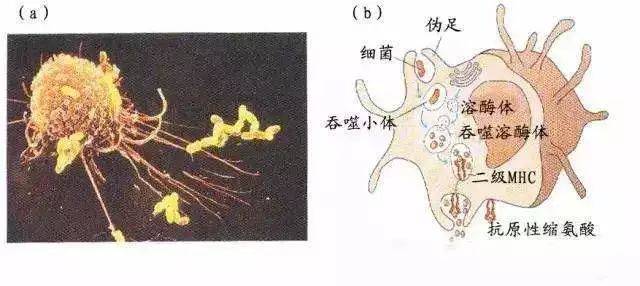 单核/巨噬细胞在全身组织分布广泛,而且具有 迁移性,可以在第一时间