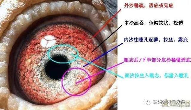 全方位鸽眼资料图解(图)