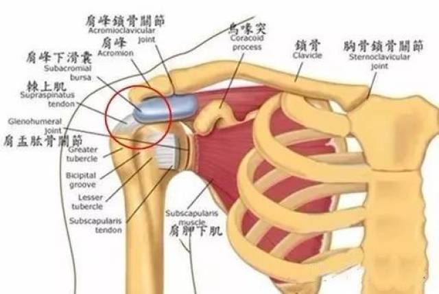 肩部撞击 肩部撞击症又称肩峰下疼痛弧综合征,肌腱袖,肱二头肌长头腱
