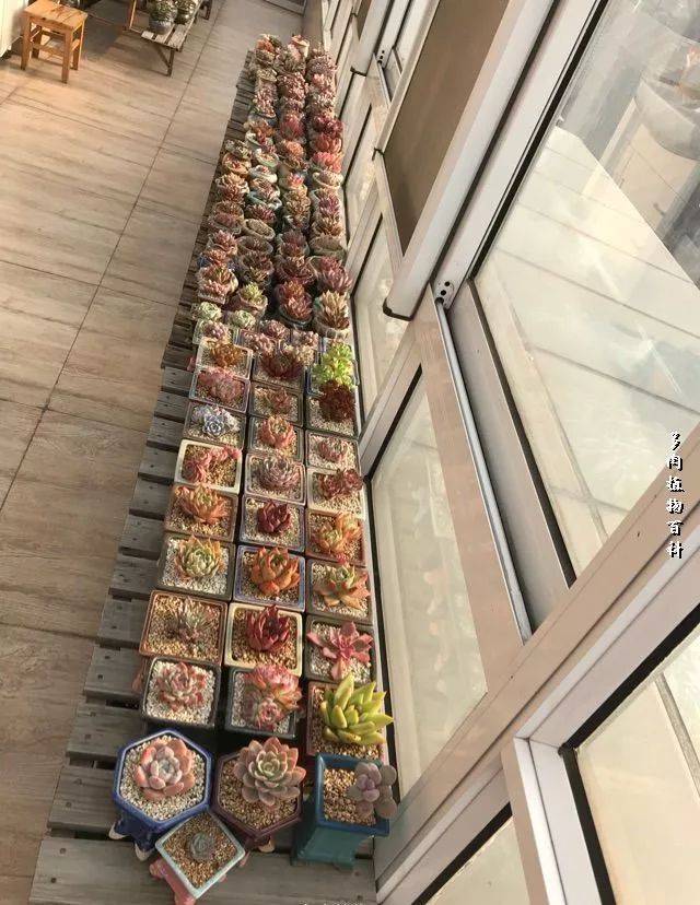 (附室内阳光房多肉养护心得)