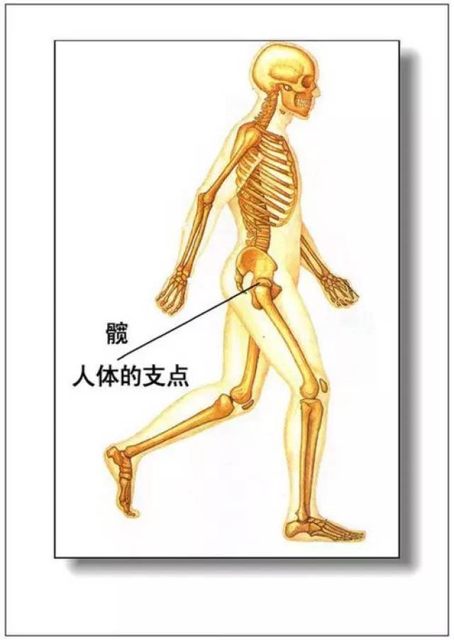 人体内脏分布概观简图 2.腹部脏器分布图(前面观) 3.腹网膜 4.