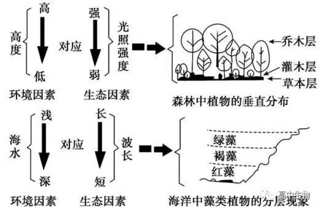 (2)群落空间结构的类型: ①垂直结构: a.表现——分层现象.