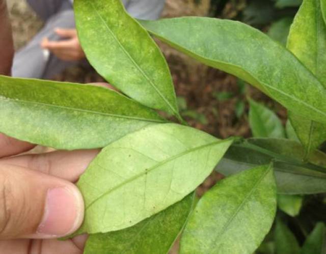红蜘蛛难打除了抗药性高,还有这个原因你知道吗?