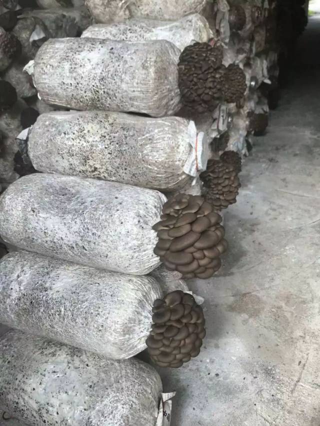 尝试过自己在家种植蘑菇吗?