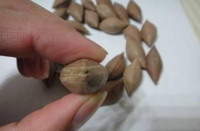 二,按照核筋分类 1,二花:形状较扁,表面有两根筋,数量有限