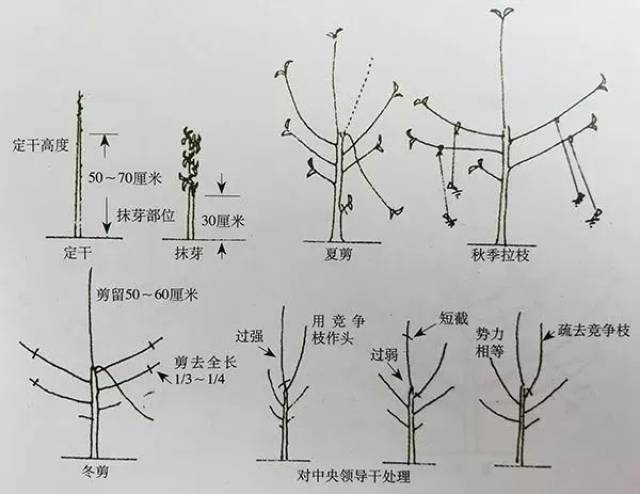 图文并茂!苹果树"傻瓜"修剪法—自由纺锤树形