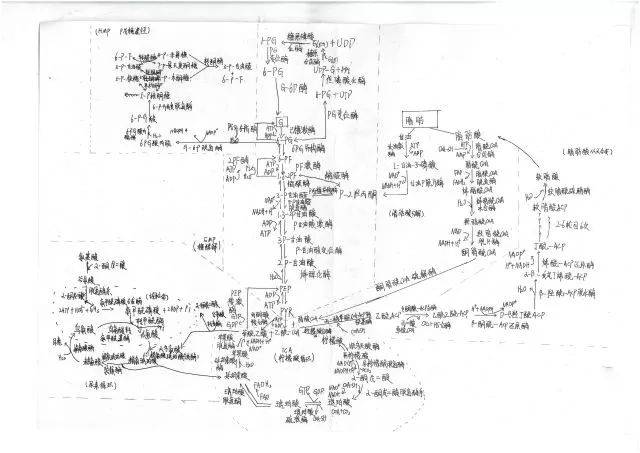 生物科学与工程学院首届生物化学制图大赛