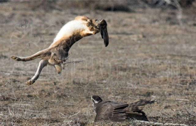 老鹰俯冲抓野兔,怎料功夫兔使出洪荒之力,一