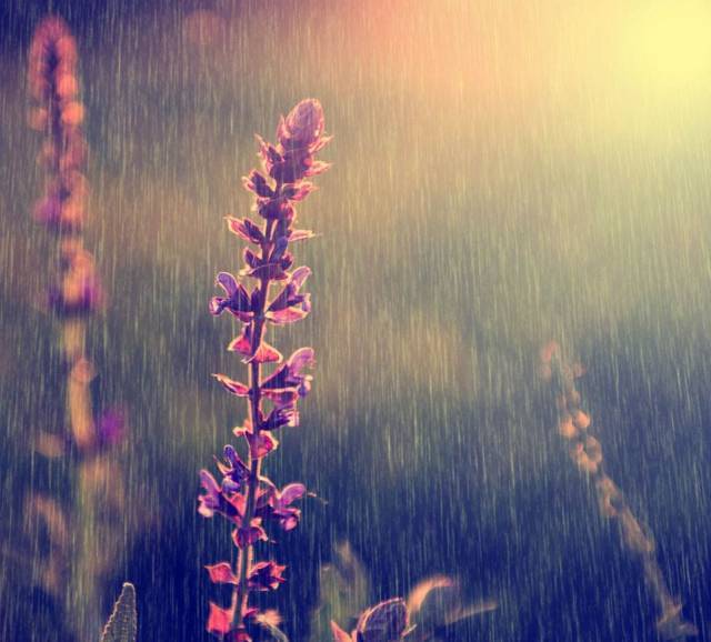 风吹雨成花,这样拍一组雨水照片美极了