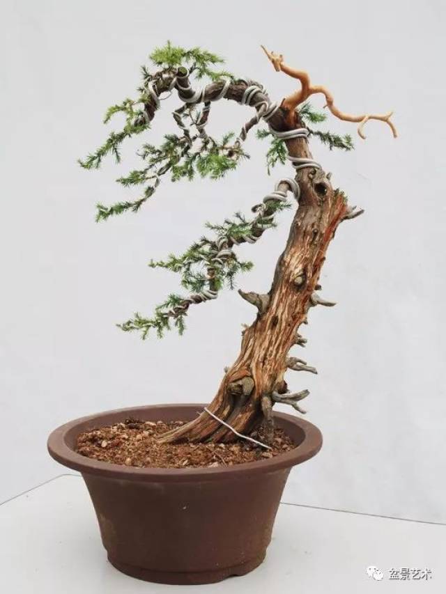 【盆景艺术】刺柏的盆景制作技术