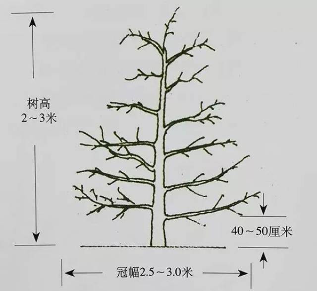 在中央领导干上每15厘米左右着生一个小主枝,小主枝上不安排侧枝,只