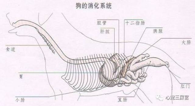 狗狗进食快你觉得没问题?其实危害大着呢