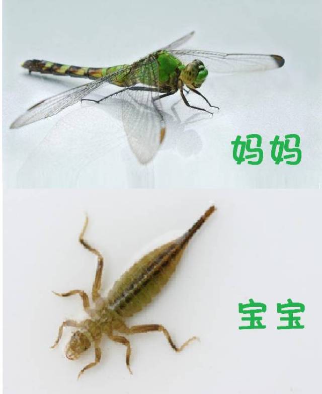 脑洞大开!黄骅话里的小动物,名字竟然是这样的!