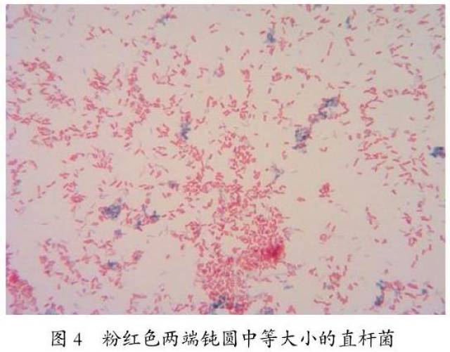 5.2 细菌分离和培养