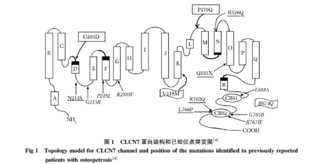 氯离子通道蛋白7相关骨硬化症