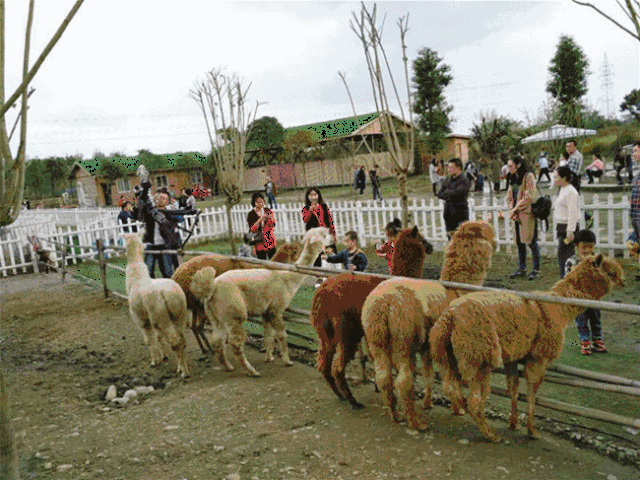 30平土地一年使用权免费送!郫都现实版qq农场,名额有限快来报名!